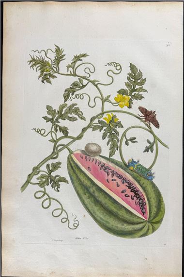 Watermelon Vine with Acharia Moth Metamorphosis