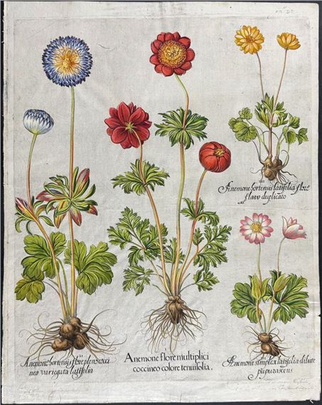 Anemone - Basilius Besler