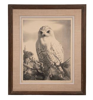 Snowy Owl - Stow Wengenroth
