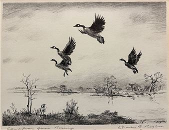 Canadian Geese Rising - Charles B. Rogers