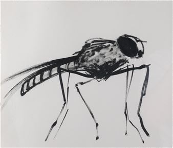 Lesser house fly - Rachel Howard