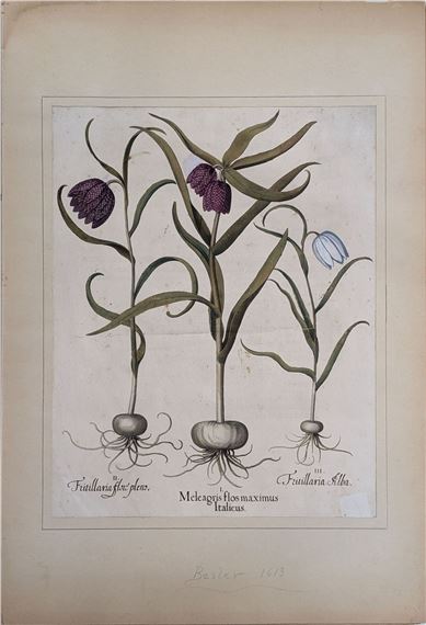 Meleagris flos maximus Italicus, Fritillaria Flore Pleno, Fritillaria Alba - Basilius Besler