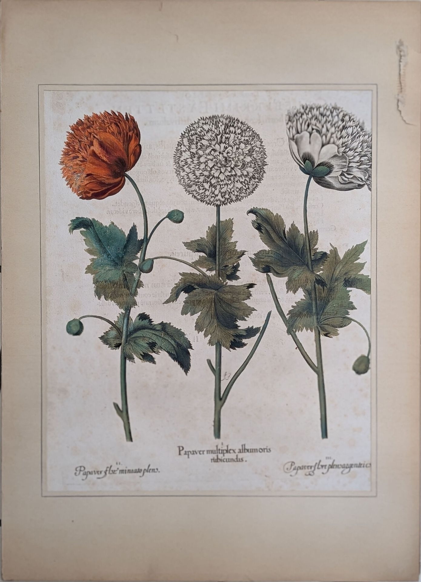 Artwork by Basilius Besler, Papaver multiplex albumoris rubicundis, Papaver Flore miniato pleno, Papaver Flore Plensargentei coloris, Made of Gravure au burin rehaussée à l'aquarelle