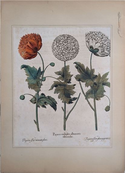 Papaver multiplex albumoris rubicundis, Papaver Flore miniato pleno, Papaver Flore Plensargentei coloris - Basilius Besler