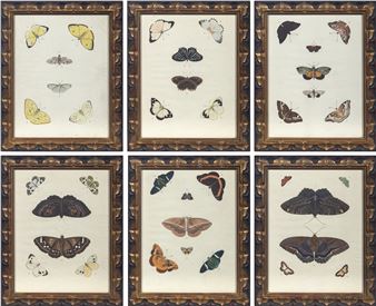 BUTTERFLY STUDIES - Pieter Cramer