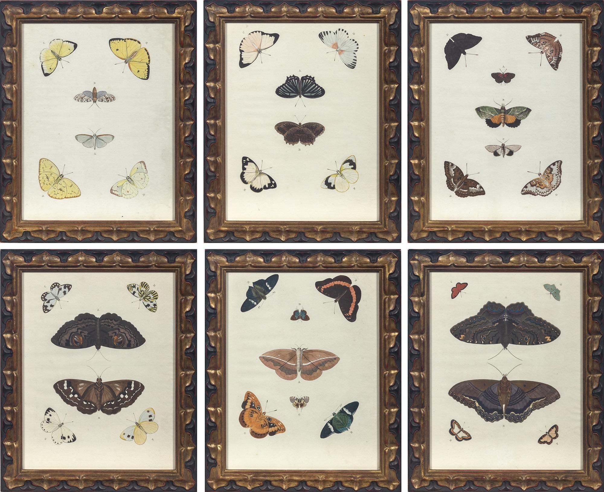 Artwork by Pieter Cramer, BUTTERFLY STUDIES, Made of Hand-Colored Engravings