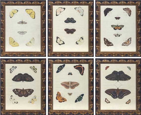 BUTTERFLY STUDIES - Pieter Cramer