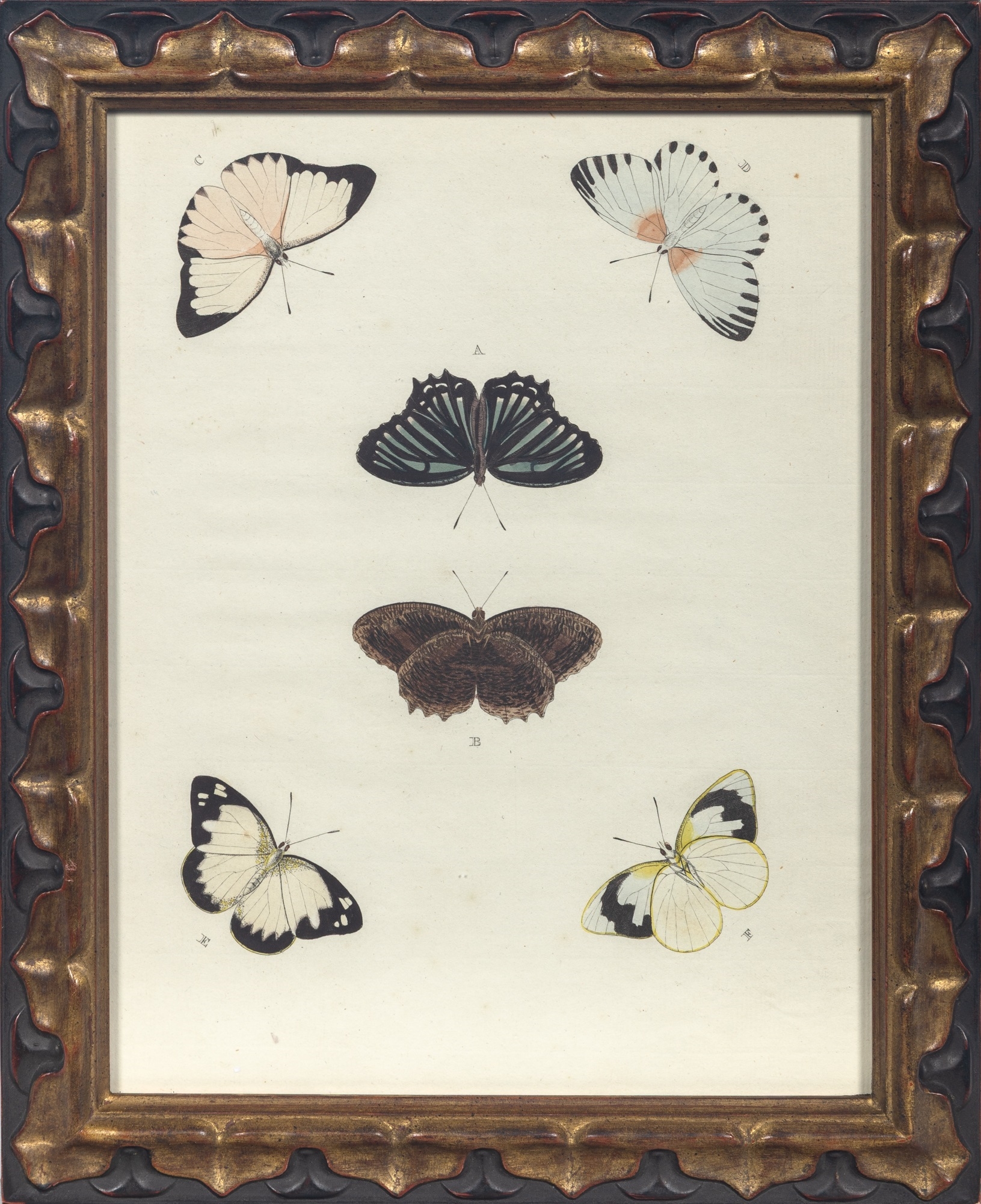 Artwork by Pieter Cramer, BUTTERFLY STUDIES, Made of Hand-Colored Engravings