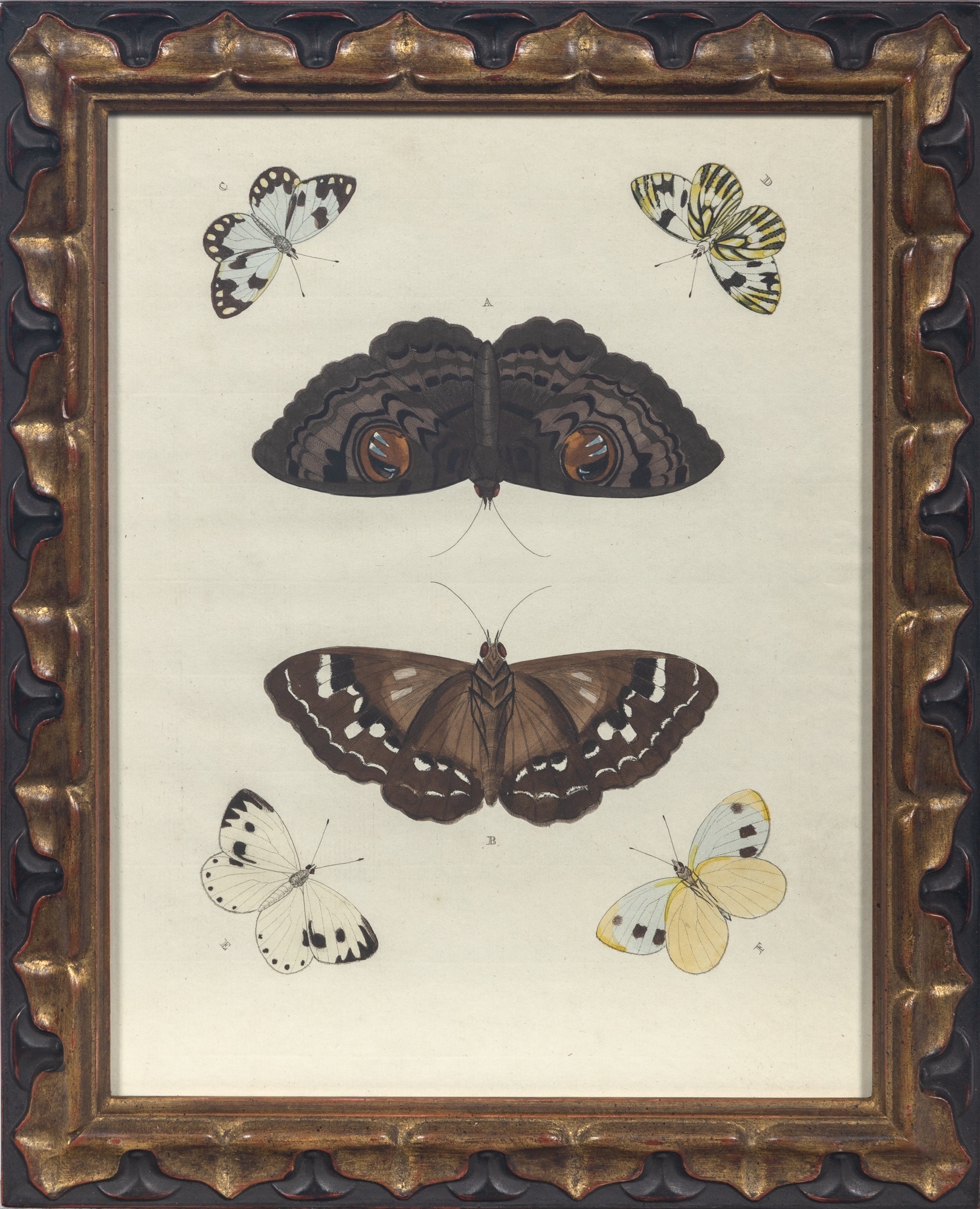 Artwork by Pieter Cramer, BUTTERFLY STUDIES, Made of Hand-Colored Engravings