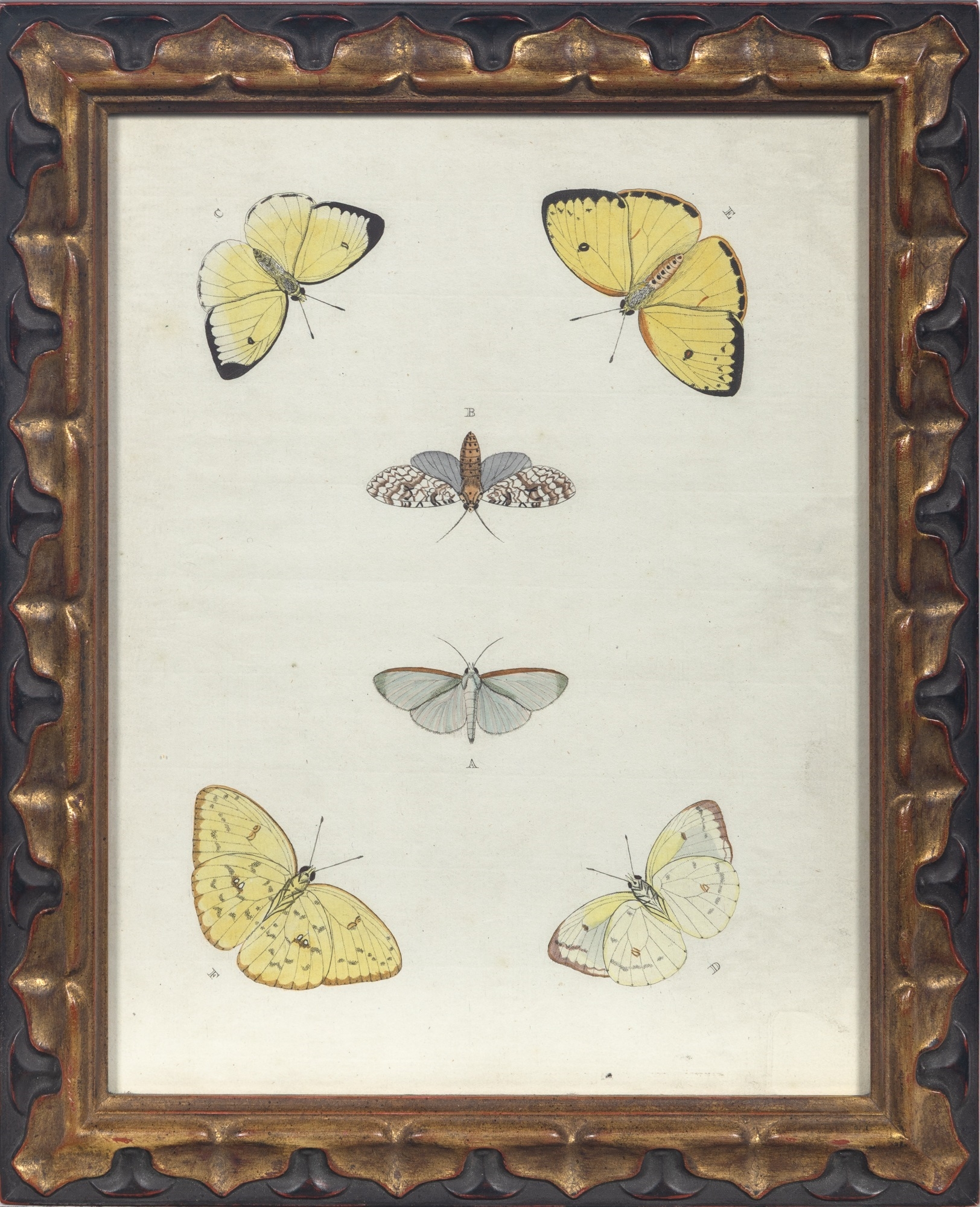 Artwork by Pieter Cramer, BUTTERFLY STUDIES, Made of Hand-Colored Engravings
