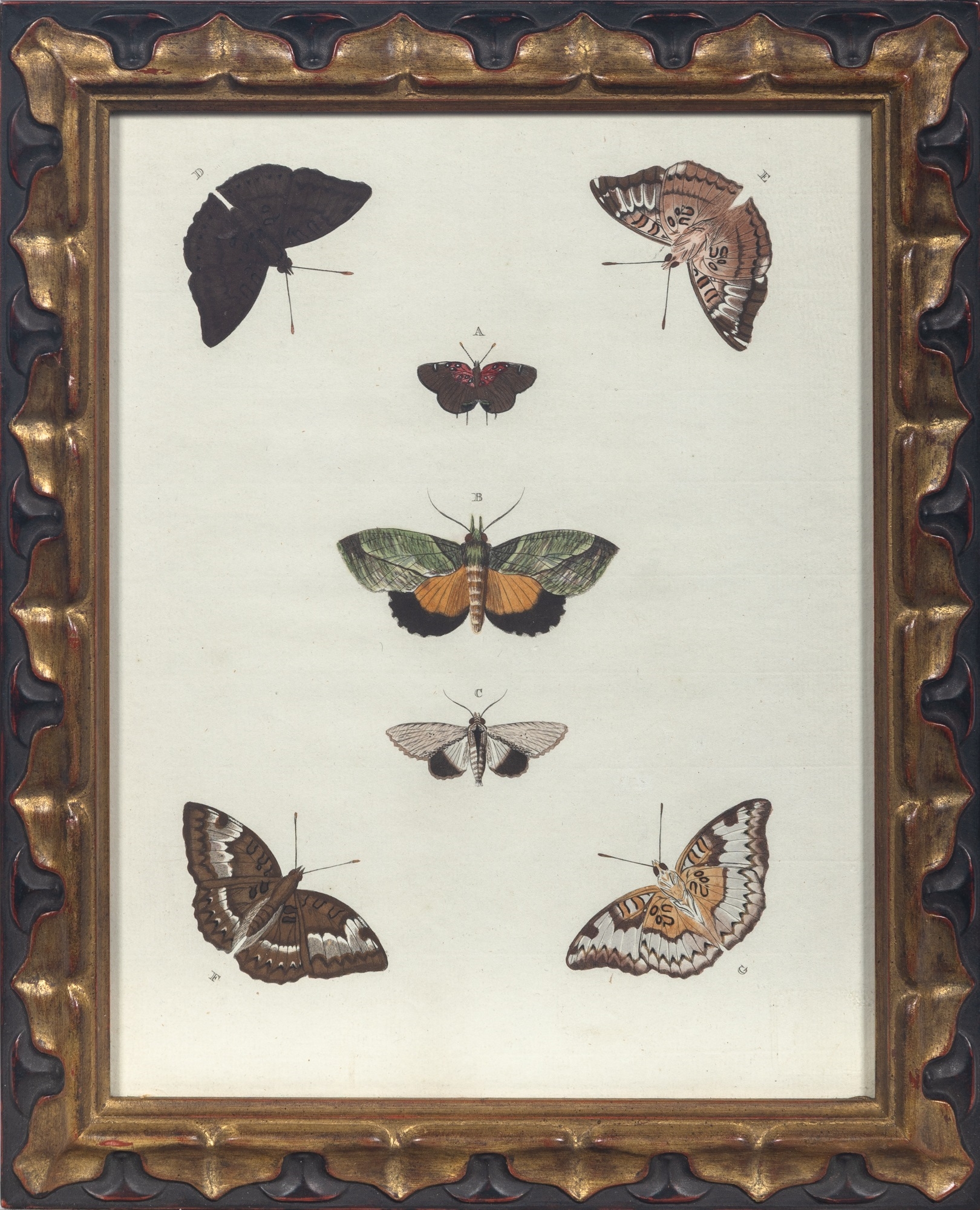 Artwork by Pieter Cramer, BUTTERFLY STUDIES, Made of Hand-Colored Engravings