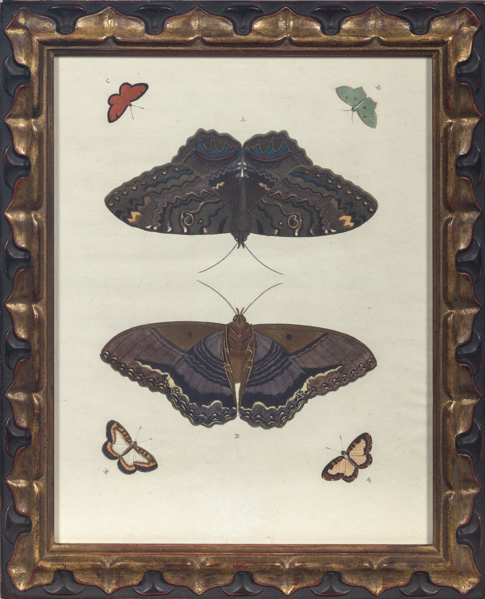 Artwork by Pieter Cramer, BUTTERFLY STUDIES, Made of Hand-Colored Engravings