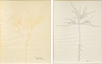 Botanical Studies : Two Works - Buffie Johnson