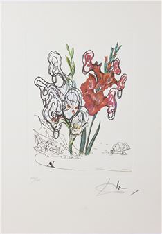 Gladiolus - Salvador Dalí