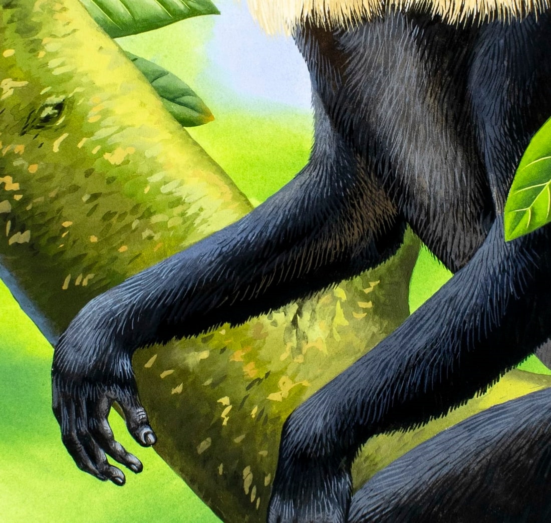 Chuck Ripper | Lion-tailed Macaque, Wanderoo Macaca Silenus (2004 ...
