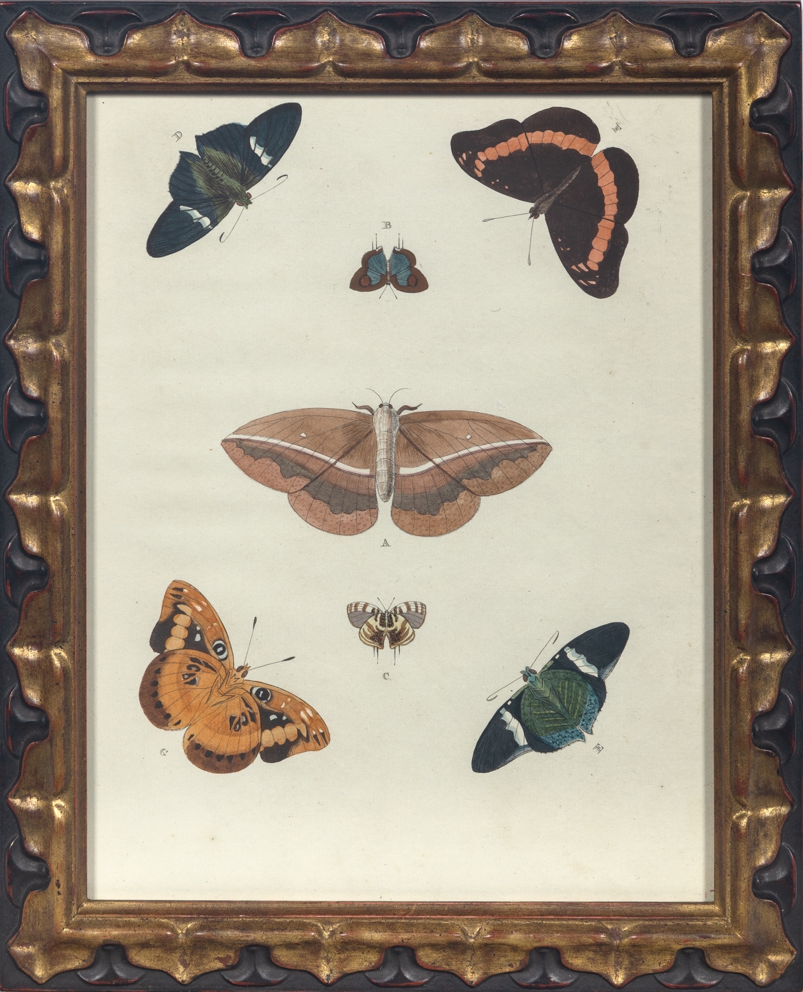 Artwork by Pieter Cramer, BUTTERFLY STUDIES, Made of Hand-Colored Engravings