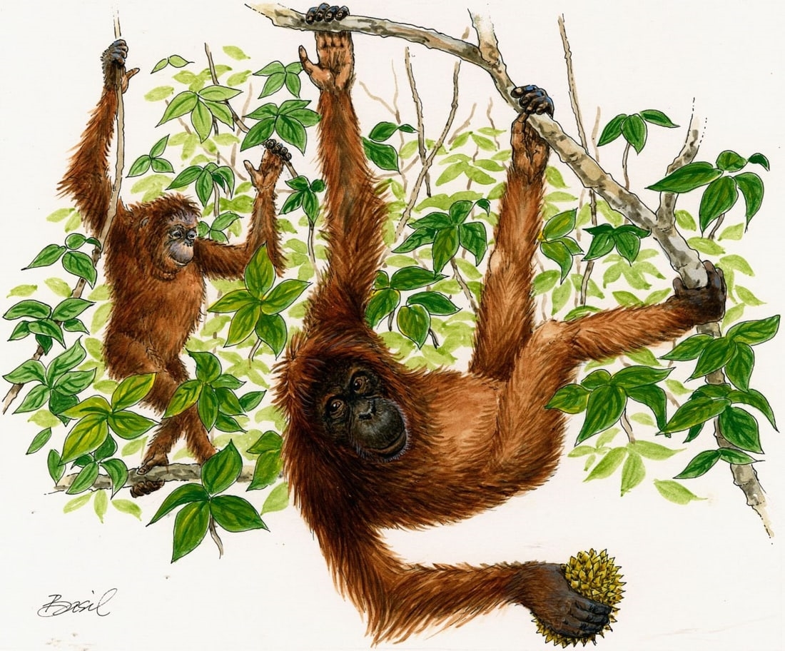 Basil Smith | Orangutan, The Maldives (1993) | MutualArt