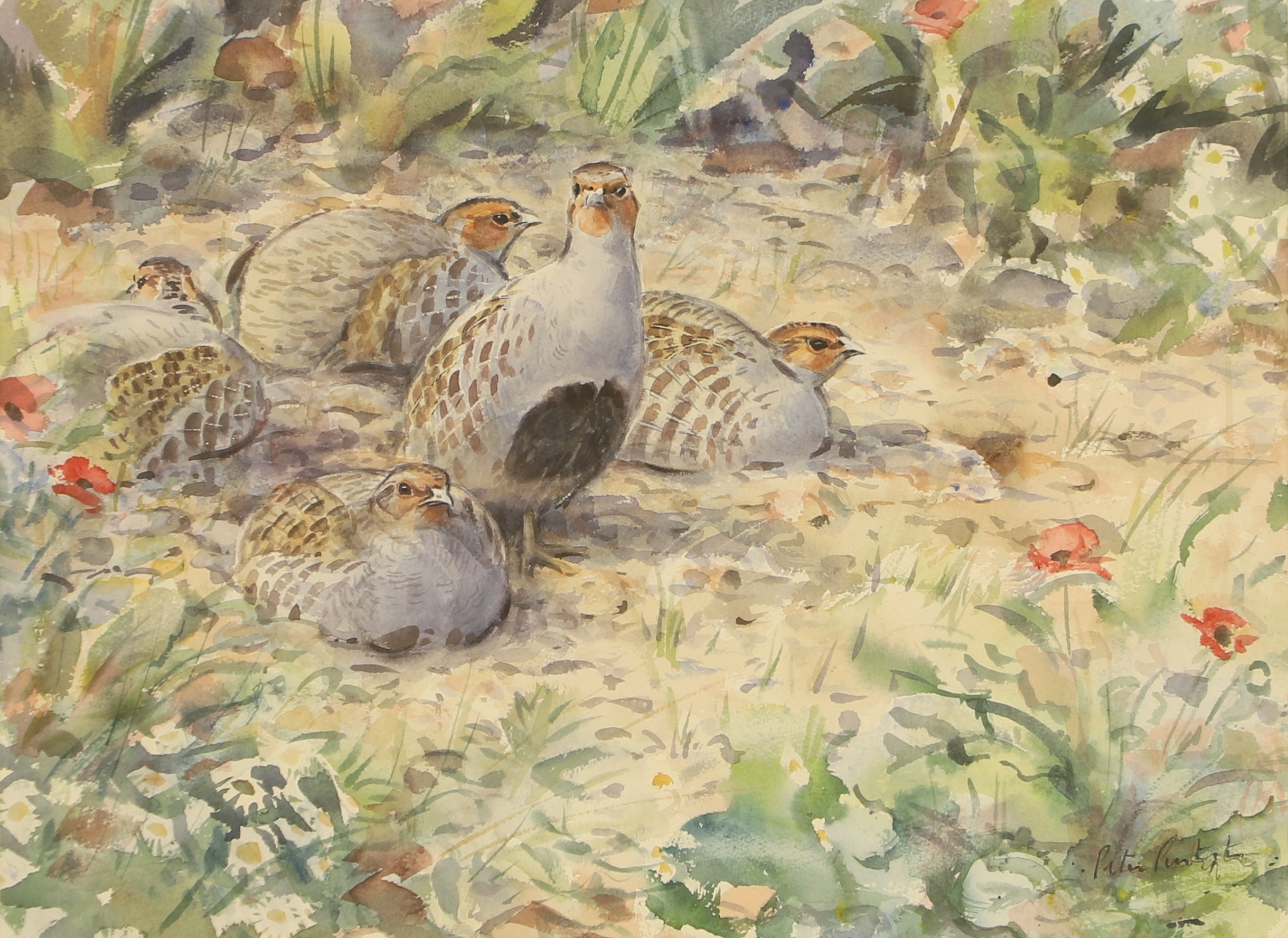 Peter Partington | Grey partridge | MutualArt