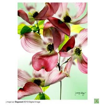 Elder Flowers - The Grady Alexis Gallery 