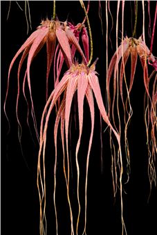 Joanne Levine: Garden of Wonders - Studio Gallery