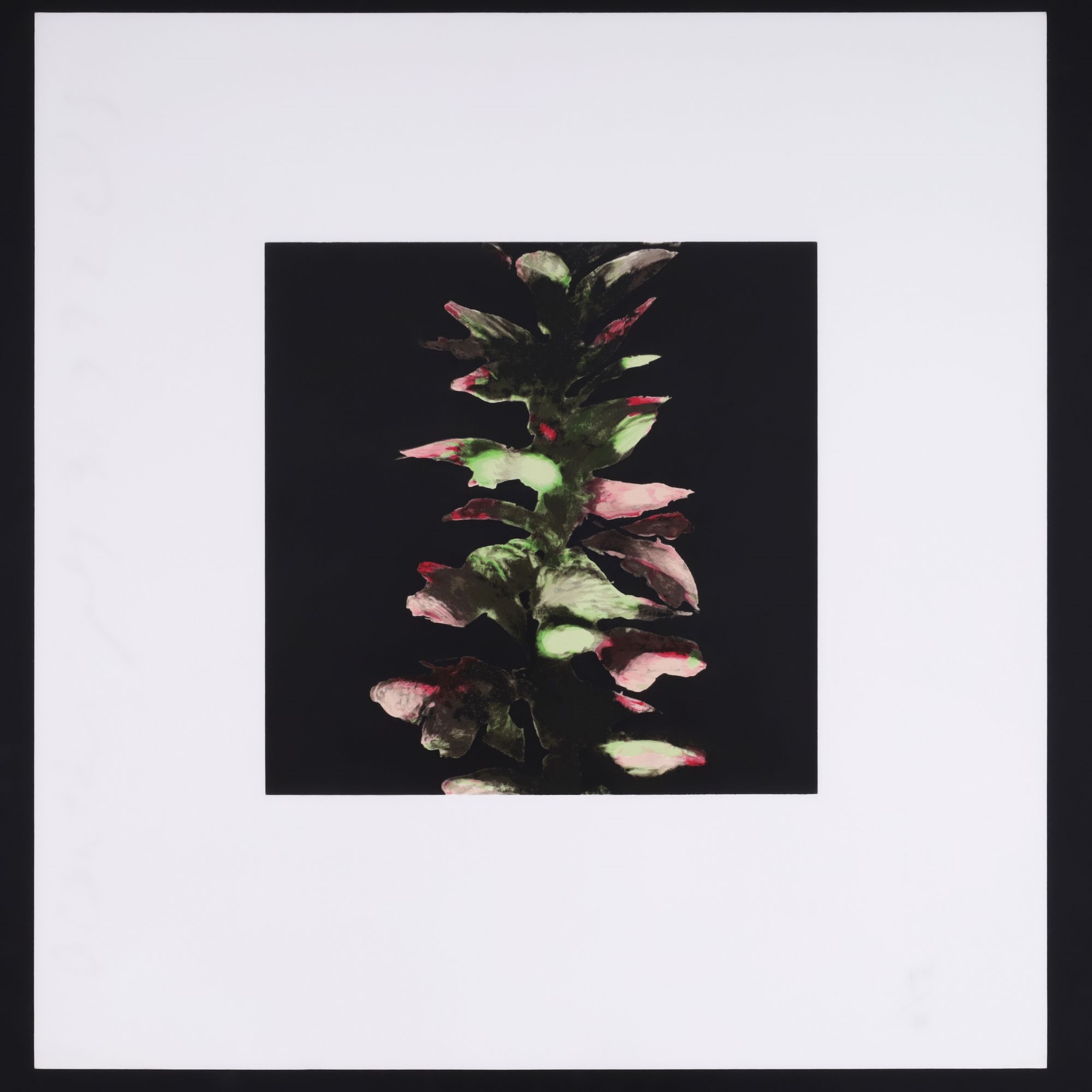 Artwork by Donald Sultan, ACANTHUS, Made of Screenprint In Colors On Wove Paper