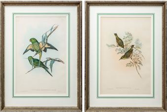 Ornithological prints - John Gould