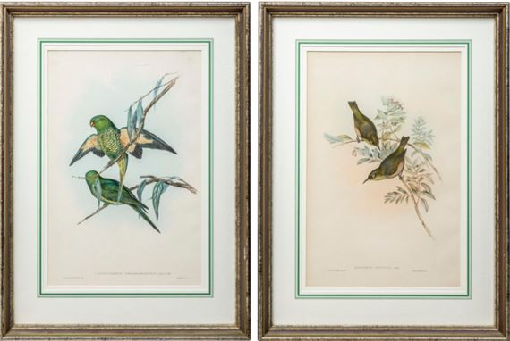 Ornithological prints - John Gould