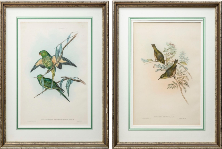 Artwork by John Gould, Ornithological prints, Made of original coloured prints