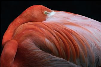 ‘Aviary’ Explores the Beautiful, Symbiotic Relationship Between Humans and Birds