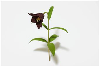 Suda Yoshihiro - Mignoni Gallery