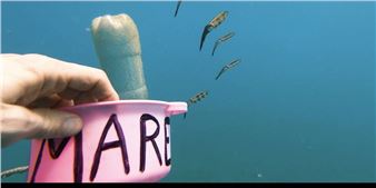 Patty Chang & David Kelley: Our Abyssal Kin - Alyce De Roulet Williamson Gallery, Art Center College of Design