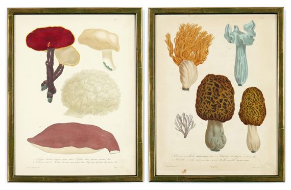 A PAIR OF ORIGINAL HAND COLOURED 19TH CENTURY FRENCH ENGRAVINGS OF MUSHROOMS - Joseph Roques
