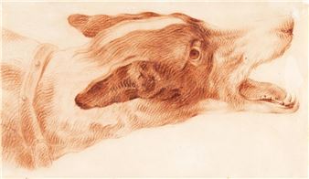 Head of a hunting dog