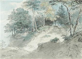 Forest flooded with light