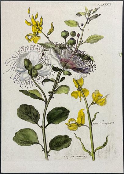 Caper & Spanish Broom