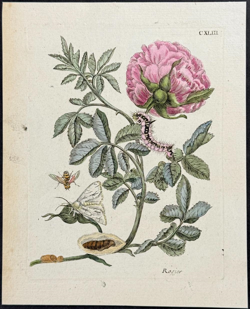 Artwork by Maria Sibylla Merian, Rose with Bee & Moth Metamorphosis, Made of Engraving With Professional Hand-Coloring