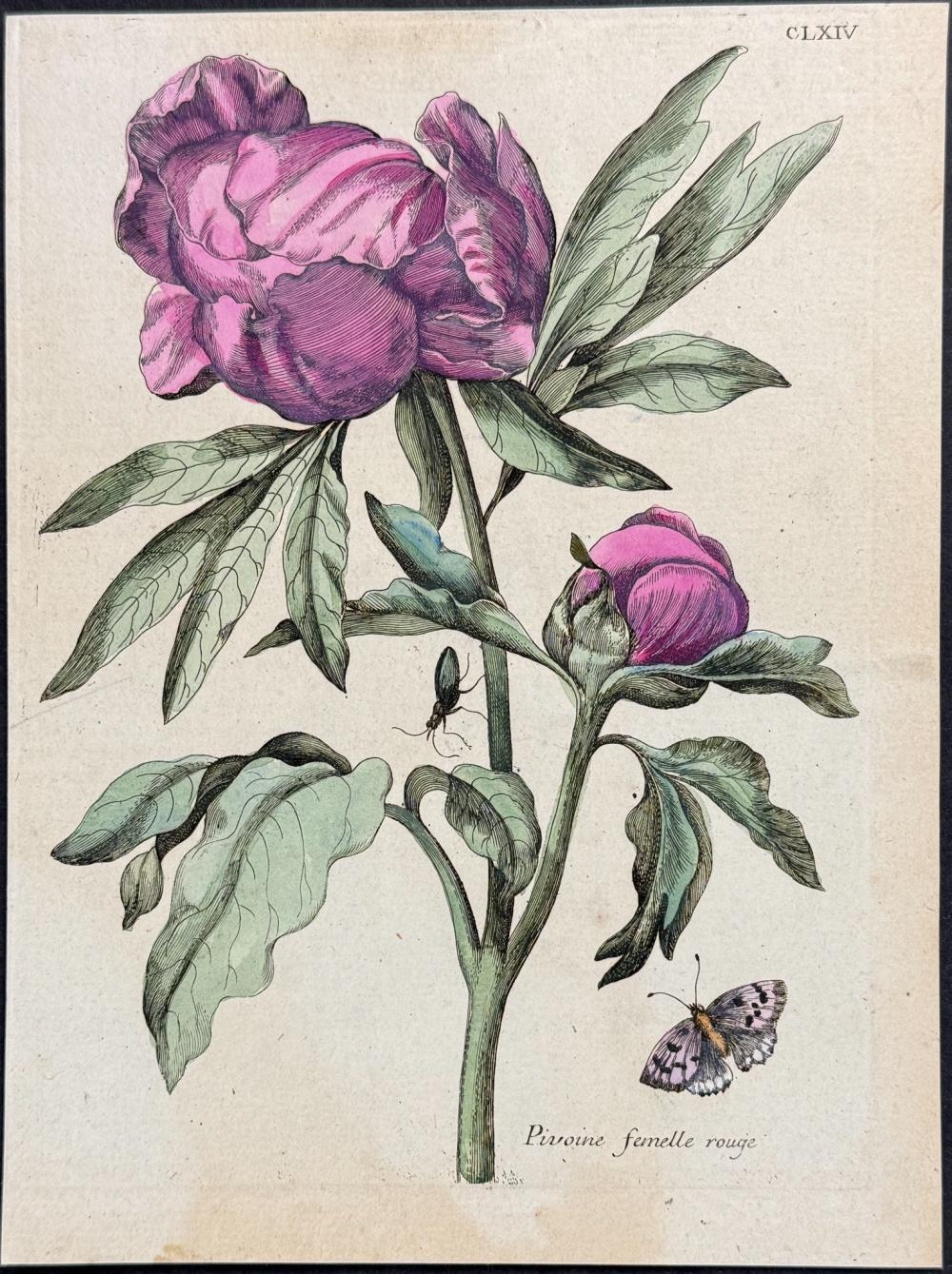 Artwork by Maria Sibylla Merian, Peony with Butterfly & Insect, Made of Engraving With Professional Hand-Coloring