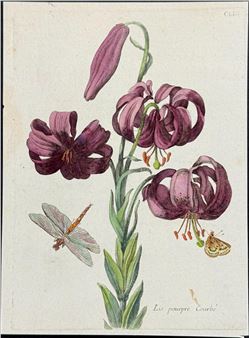 Lily with Dragonfly & Butterfly - Maria Sibylla Merian