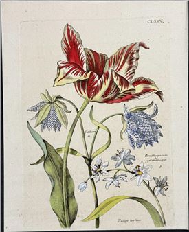 Tulip, Fritillary, Star of Bethlehem - Maria Sibylla Merian
