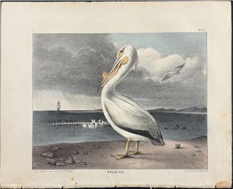 The Cabinet of Natural History and American Rural Sports - Thomas Doughty