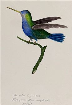 Blue-green Hummingbird of Brazil - Eliza Harriet Slaney