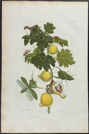 Nipple Fruit with Leaf Mantis or Locust & Moth Metamorphosis