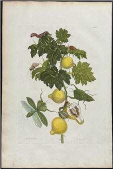 Nipple Fruit with Leaf Mantis or Locust & Moth Metamorphosis - Maria Sibylla Merian