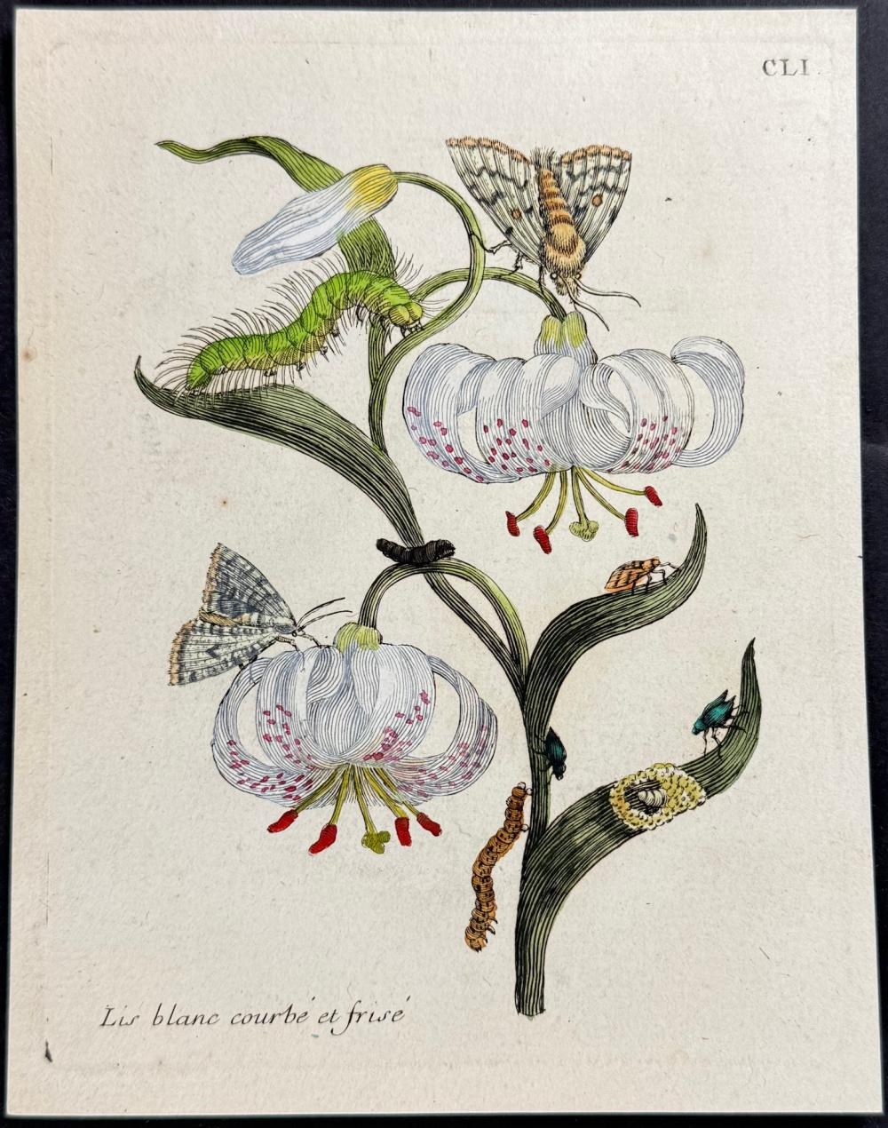 Artwork by Maria Sibylla Merian, Lily with Moth Metamorphosis, Made of Engraving With Professional Hand-Coloring