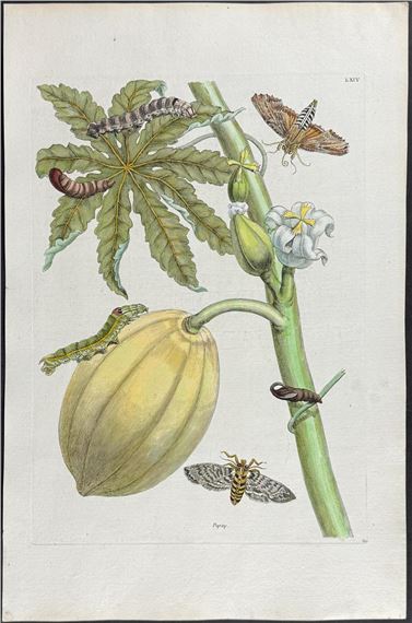 Papaya with Moth Metamorphosis by Maria Sibylla Merian, 1771