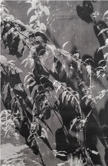 Berit Schneidereit: solar - Cosar HMT