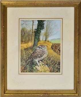 Little Owl - Trevor Boyer