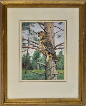 Long-eared Owl - Trevor Boyer