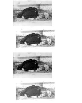 Lenard Giller: sediment - Petrine, Paris