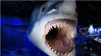 Sharks - Royal Ontario Museum (ROM)